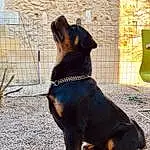 Chien, Collar, Carnivore, Race de chien, Dog Collar, Chien de compagnie, Pet Supply, Tints And Shades, Queue, Working Animal, Leash, Working Dog, Canidae, Shadow, Patte, Guard Dog, Road Surface, Hunting Dog, Terrestrial Animal