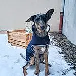 Chien, Carnivore, Neige, Collar, Race de chien, Working Animal, Faon, Dog Supply, Chien de compagnie, Pet Supply, Electric Blue, Hiver, Dog Collar, Dog Clothes, Poil, Working Dog, Toy Dog, Guard Dog, Canidae