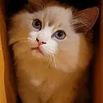 Chat, Carnivore, Felidae, Faon, Small To Medium-sized Cats, Moustaches, Oreille, Museau, Poil, Domestic Short-haired Cat, Patte, Griffe, Box, Terrestrial Animal, British Longhair