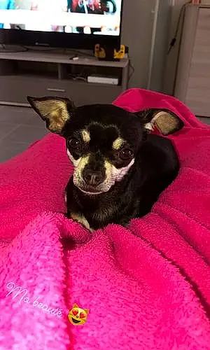 Nom Chihuahua Chien Oria
