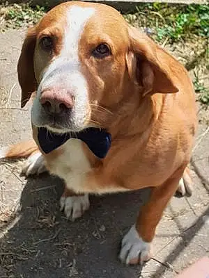 Beagle-harrier Chien Mario