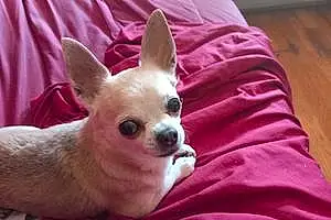 Nom Chihuahua Chien Cocotte