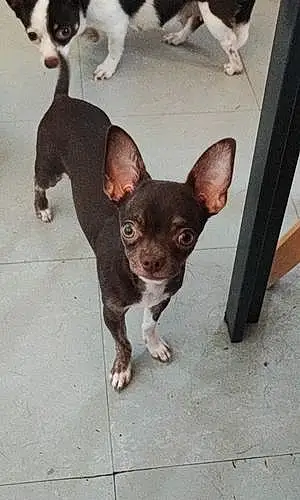 Nom Chihuahua Chien Shana