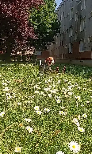 Fleur Beagle Chien Snoopy