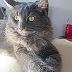 Chat, Yeux, Carnivore, Felidae, Small To Medium-sized Cats, Grey, Moustaches, Museau, Fire Extinguisher, Queue, Poil, Domestic Short-haired Cat, Fenêtre, Patte, Griffe, British Longhair, Terrestrial Animal, Box