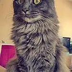 Chat, Yeux, Carnivore, Felidae, Grey, Moustaches, Small To Medium-sized Cats, Museau, Fenêtre, Poil, Domestic Short-haired Cat, Queue, Terrestrial Animal, British Longhair