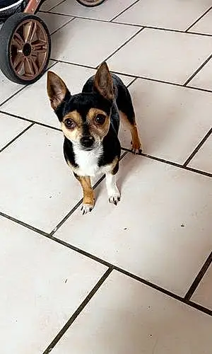 Nom Chihuahua Chien Roméo