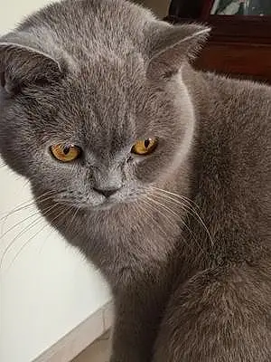 Nom British Shorthair Chat Louloute