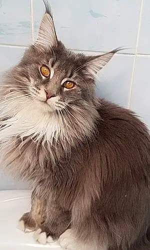 Nom Maine Coon Chat Dusty