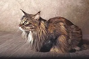 Nom Maine Coon Chat Shanna