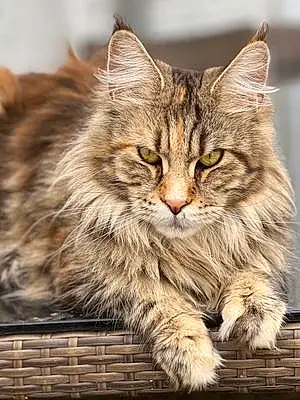 Maine Coon Chat Selena Catoone