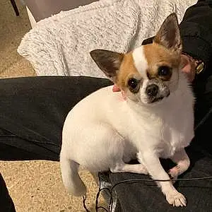 Nom Chihuahua Chien Pacha