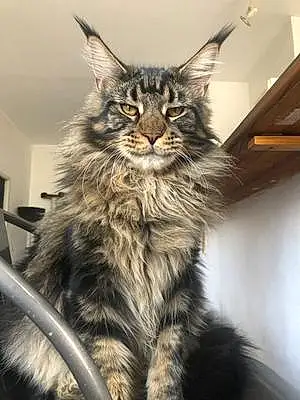 Nom Maine Coon Chat Pepper