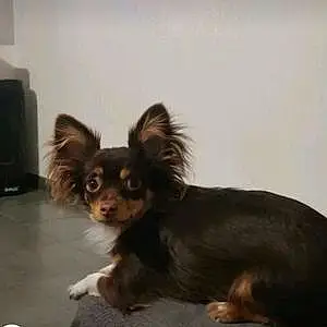 Nom Chihuahua Chien Romeo