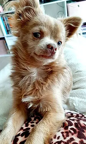 Nom Chihuahua Chien Tao