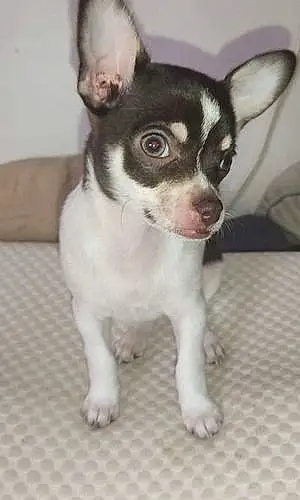 Nom Chihuahua Chien Rina