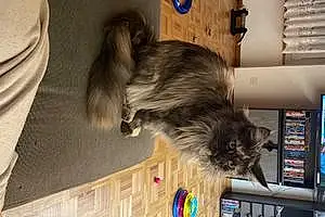 Nom Maine Coon Chat Kelly