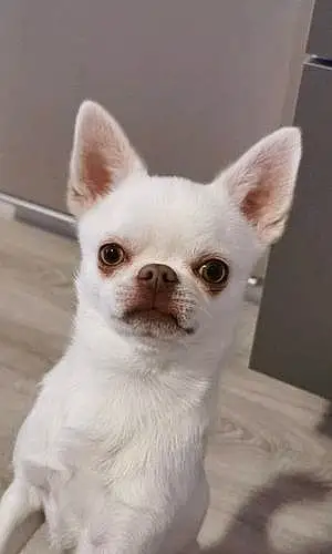 Nom Chihuahua Chien Loky