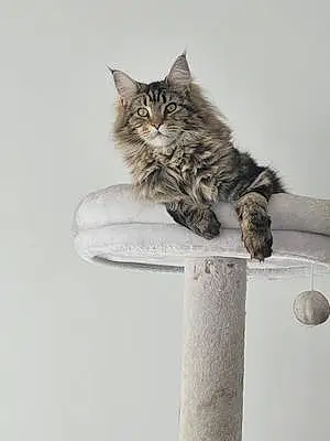 Nom Maine Coon Chat Sky