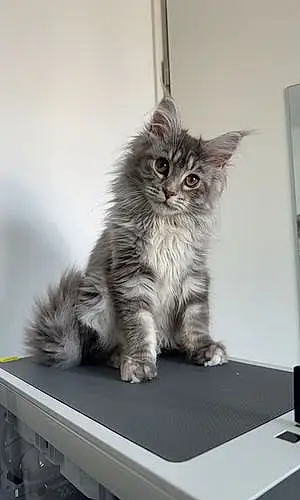 Nom Maine Coon Chat Tyna