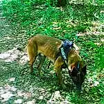 Chien, Plante, Arbre, Carnivore, Herbe, Terrestrial Animal, Race de chien, Groundcover, Terrestrial Plant, Chien de compagnie, Queue, Forêt, Woodland, Canis, Jungle, Working Animal, Working Dog, Natural Landscape, Old-growth Forest, Hunting Dog