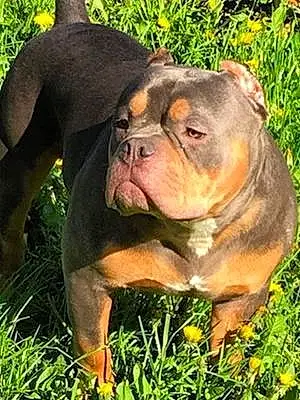 Nom American Bully Chien Lord