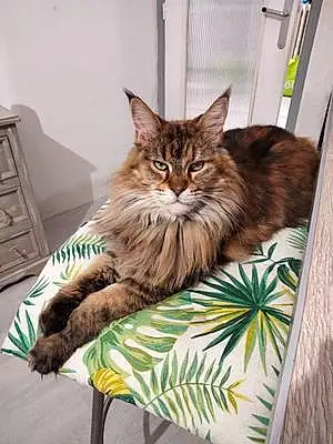 Nom Maine Coon Chat Lexy