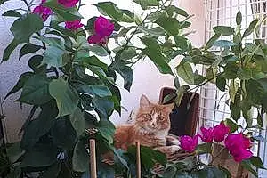 Fleur Europeen Chat Garfield