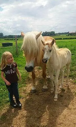 Welsh Pony and Cob Inaya
