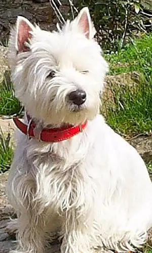 Nom West Highland White Terrier Chien Roxie