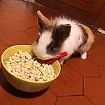 Rabbits And Hares, Lapin, Lapin domestique, Small Animal Food, Moustaches, Eating, Faon, Hamster