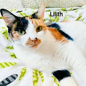 Nom Chat Lilith