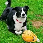 Chien, Sports Equipment, Race de chien, Football, Carnivore, Baballe, Sports Toy, Herbe, Chien de compagnie, Plante, Soccer Ball, Pelouse, Museau, Jouets, Herding Dog, Canidae, Player, Tennis Ball, Sports