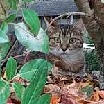 Plante, Chat, Arbre, Twig, Carnivore, Terrestrial Plant, Felidae, Groundcover, Moustaches, Trunk, Small To Medium-sized Cats, Terrestrial Animal, Bois, Flowering Plant, Plant Pathology, Plant Stem, Domestic Short-haired Cat, Poil
