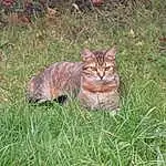 Chat, Plante, Carnivore, Moustaches, Small To Medium-sized Cats, Felidae, Faon, Herbe, Groundcover, Terrestrial Animal, Queue, Museau, Domestic Short-haired Cat, Bois, Canidae, Poil, Soil, Herbaceous Plant