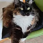 Chat, Felidae, Carnivore, Small To Medium-sized Cats, Iris, Moustaches, Queue, Museau, Box, Domestic Short-haired Cat, Poil, Terrestrial Animal, Comfort, Assis, Formal Wear, Patte, Griffe, FenÃªtre, Herbe, Chats noirs