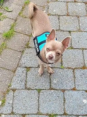 Nom Chihuahua Chien Taco