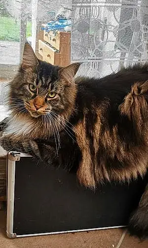 Nom Maine Coon Chat Sheldon
