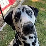 Chien, Dalmatian, Blanc, Carnivore, Race de chien, Working Animal, Museau, Chien de compagnie, Herbe, Moustaches, Collar, Canidae, Non-sporting Group, Dog Collar