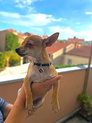 Nom Chihuahua Chien Roxy