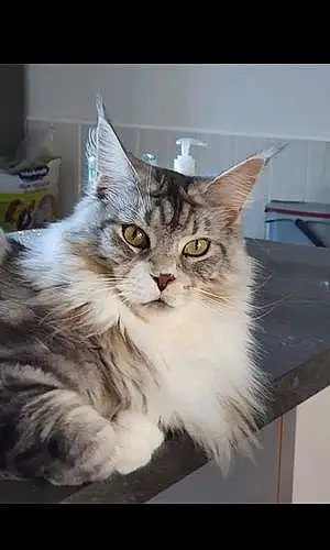 Nom Maine Coon Chat Milady