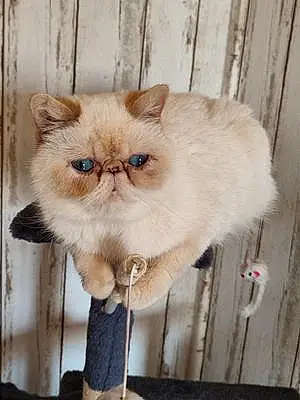 Exotic Shorthair Chat Bubulle