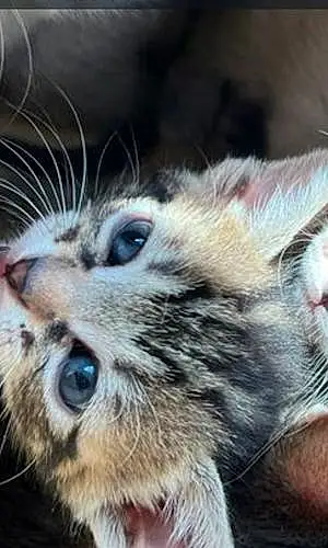 Ojos Azules Chat Tiger