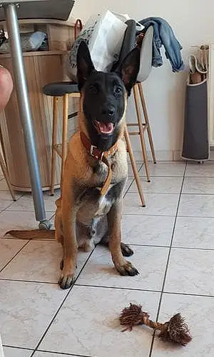 Nom Berger Malinois Chien Rouky