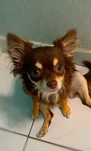 Nom Chihuahua Chien Pandora