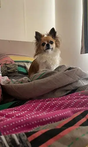 Nom Chihuahua Chien Poppy
