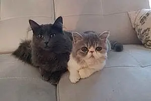 Exotic Shorthair Chat Lily Et Gaby
