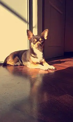 Nom Chihuahua Chien Tyson