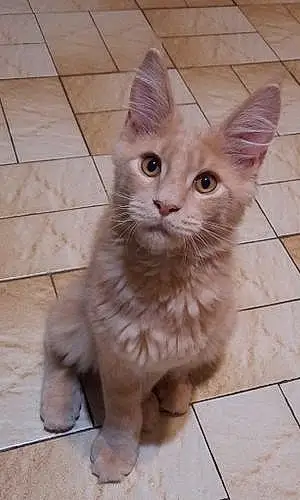 Maine Coon Chat Mozart