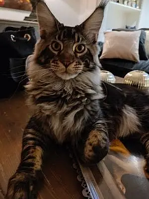 Nom Maine Coon Chat Nepal